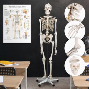 Jago® Menschliches Anatomie Skelett 181.5 cm - inkl. Schutzabdeckung, mit Ständer, Standfuss und Lehrgrafik Poster, Lebensgroß - Anatomisches Modell