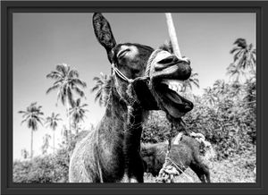 Lustiger lachender Esel unter Palmen, Monochrome im Schattenfugen Bilderrahmen / Format: 55x40 im Schattenfugen-Bilderrahmen / Kunstdruck auf hochwertigem Galeriekarton / hochwertige Leinwandbild Alternative