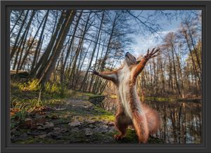 Lustiges Eichhörnchen steht im Wald im Schattenfugen Bilderrahmen / Format: 55x40 im Schattenfugen-Bilderrahmen / Kunstdruck auf hochwertigem Galeriekarton / hochwertige Leinwandbild Alternative