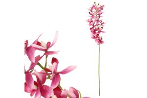 Orchidea drobnokvetá, fialová farba. UKK313-LILA
