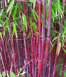 Roter Bambus 'Chinese Wonder' winterhart, 1 Pflanze Fargesia jiuzhaigou No.1 bildet keine Wurzelausläufer, schnell wachsend