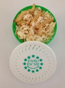 Bienenmaden Euro Esche Gr. L (ca. 40 Stück)