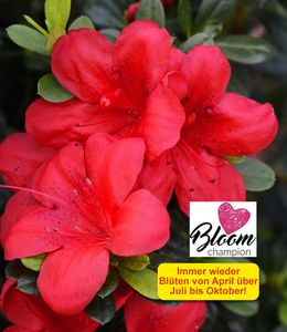 BALDUR-Garten Durchblühende Azalee 'Bloom Champion' rot 1 Pflanze, Rhododendron winterhart, bienenfreundlich, für Standort im Schatten geeignet, blühend, Rhododendron obtusum
