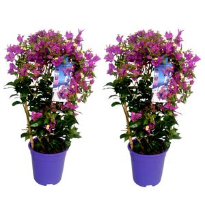 Bougainvillea 'Alexandra' - Číslo 2 - Záhradná rastlina - ⌀17cm - Výška 50-60cm