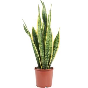 Bogenhanf - pflegeleichte Zimmerpflanze, Sansevieria trifasciata Laurentii - Höhe ca. 65 cm, Topf-Ø 17 cm