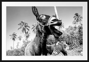 Lustiger lachender Esel unter Palmen, MonochromeBilderrahmen mit Galerie-Passepartout / Format: 100x70cm / gerahmt / hochwertige Leinwandbild Alternative