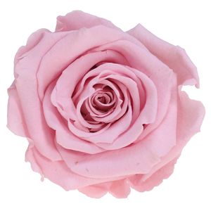 Infinity Rose L Ø5cm konserviert stabilisiert haltbar Rosenkopf ewige Rosenblüte, Menge:1 St., Farbe:Rosa (pin04)