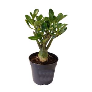 Plant in a Box - Adenium Obesum - Wüstenrosen - Topf 10,5cm - Höhe 25-40cm - Zimmerpflanzen