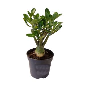 Adenium Obesum - Róża pustynna kwitnąca - ⌀10,5cm - Wysokość 25-40 cm