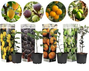 Plant in a Box - Mediterranen Obstbäumen - 4er Mischung - Olivenbaum, Zitronenbaum, Feigenbaum und Orangenbaum - Topf 9cm - Höhe 25-40cm