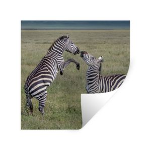 Wandaufkleber - Spielende Zebras - 100x100 cm - Repositionierbar