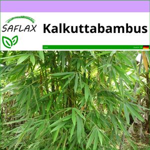 SAFLAX - Gräser-Bambus-Kalkuttabambus - 50 Samen - Dendrocalamus strictus