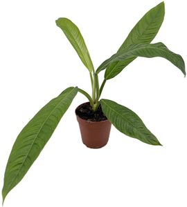 Fangblatt - Philodendron campii - Ø 12 cm Topf - exotische Grünpflanze mit außergewöhnlicher Blattaderung - pflegeleichte Zimmerpflanze