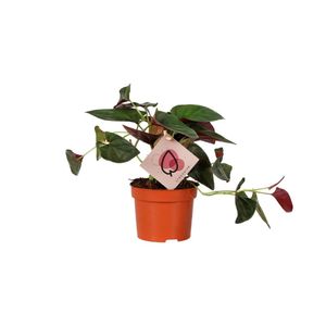 Grünpflanze – Purpurtute (Syngonium Red Arrow) – Höhe: 25 cm – von Botanicly