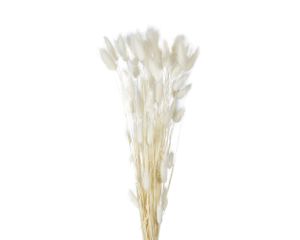 Trockenblumen Hasenschwanzgras Gräser 85cm Creme / Weiß 1 Bund