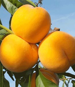 BALDUR-Garten Pfirsich-Aprikose 'Honeymoon', 1 Pflanze, Pfirsichbaum, Aprikosenbaum, Obstbaum, winterhart, mehrjährig, blühend, Percoca, robust gegen Kräuselkrankheiten, selbstfruchtend, Obst-Rarität