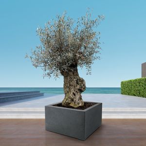 Olivenbaum Olea Europaea Bonsai  - 225 cm / stielumfang 45-60cm