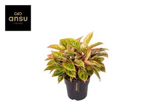Grünpflanze – Kolbenfaden (Aglaonema) – Höhe: 40 cm – von Botanicly