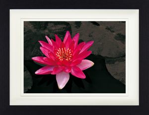 Blumen Gerahmtes Bild Mit Edlem Passepartout | Wand-Bilder | Im Bilderrahmen - Blütenzauber, Rote Seerose (30 x 40 cm)