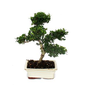 Bonsai Ilex crenata - ostrokrzew japonski ok. 6 lat