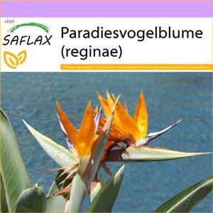 SAFLAX - Paradiesvogelblume (reginae) - 5 Samen - Strelitzia reginae
