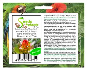 10x Guzmania lychnis Paramo Fackel Bromelie Garten Pflanzen - Samen ID564