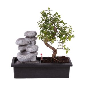 Bonsai von Botanicly – Bonsai – Höhe: 30 cm – Bonsai