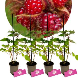 Set mit 4 japanischen Weinbeeren – Rubus phoenicolasius – Höhe 25 cm – 9 cm Topf