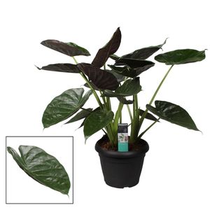 Alocasia wentii 70 cm Elefantenohr Riesen-Taro Pfeilblatt