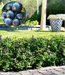 BALDUR-Garten Heidelbeer-Hecke "BERRYBUX®",3 Pflanze, selbstfruchtend, Blaubeeren, winterhart, Obsthecke, für Standort in der Sonne geeignet, blühend, Vaccinium angustifolium