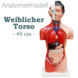 Anatomie Körper Anatomisches Modell Körpermodell Puppe Torso Frau mit Organe 45 cm Weiblich menschlicher Koerper mit 13 Teile Human Anatomy Model Organ MedMod