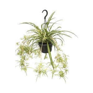 Grünpflanze – Grünlilie (Chlorophytum comosum) mit Übertopf – Höhe: 55 cm – von Botanicly