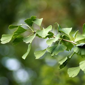 Ginkgo biloba Pflanze Baum - Fächerblattbaum 0,5-2 Liter Topf