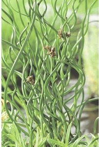Korkenzieherbinze FloraSelf Juncus effuses 'Spiralis' Ø 9 cm Topf