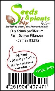 100x Diplazium proliferum Farn Garten Pflanzen - Samen B1292
