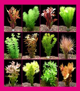 12 Bund Aquarienpflanzen + Javamoos - 1A-Qualität!!!
