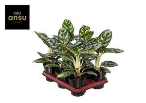 Grünpflanze – Kolbenfaden (Aglaonema Amazon Silver) – Höhe: 30 cm – von Botanicly