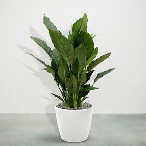 Combideal - Spathiphyllum einschließlich selbstbewässernde-topf Joy White L - 160cm