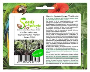 50x Cyathea moluccana Baumfarn Garten Pflanzen - Samen B1062