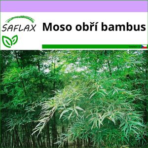 SAFLAX - Moso obří bambus - Phyllostachys pubescens - 20 Semena