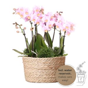 Kolibri Orchids | rosa Pflanzenset im Schilfkorb inkl. Wassertank | drei rosa Orchideen Andorra 9cm und drei Grünpflanzen | Dschungelstrauß rosa mit autarkem Wassertank