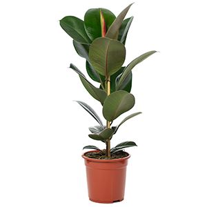Gummibaum - Ficus elastica 'Robusta' - Höhe ca. 90 cm, Topf-Ø 21 cm