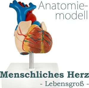 Anatomický model ľudského srdca Anatomický model ľudského tela Anatomický model ľudského srdca Ľudské modely v životnej veľkosti Výučbový model MedMod