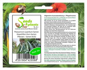 10x Platycerium superbum Samen Geweihfarn Farn Garten Pflanzen - Samen B102