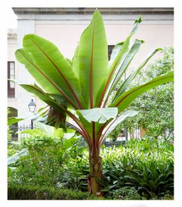 BALDUR-Garten Winterharte Bananen Pflanze 'rot', 1 Pflanze, Musa Basjoo Red Bananenpflanze, Bananenbaum, mehrjährige und winterharte Staude, Bananen-Früchte essbar