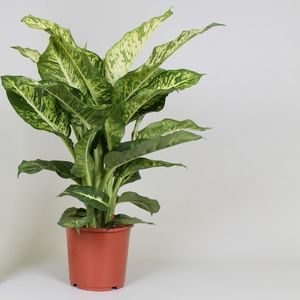 Grünpflanze – Dieffenbachie (Dieffenbachia Mars) – Höhe: 60 cm – von Botanicly