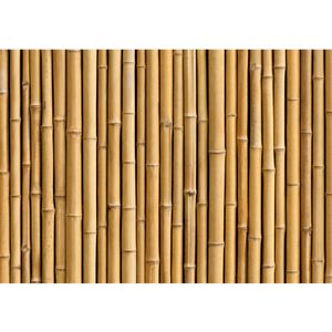 Fototapete Golden Bamboo Bambus Tapete Bambus Wald Bambuswald Dschungel Garten Natur tropisch Bäume beige | no. 83, Größe:200x280 cm, Material:Fototapete Vlies - PREMIUM PLUS