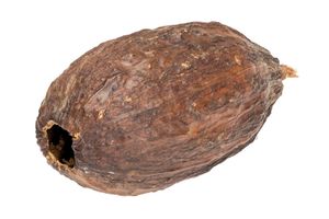 Kakaoschote Kakaofrucht getrocknete Kakao Frucht ohne Kakaobohnen