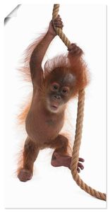 ARTland Poster Baby Orang Utan hängt am Seil I Größe: 50x100 cm