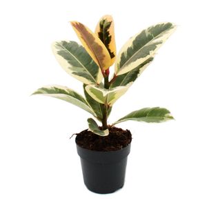 Weissbunter Gummibaum - Ficus elastica "Tineke" - 11cm Topf